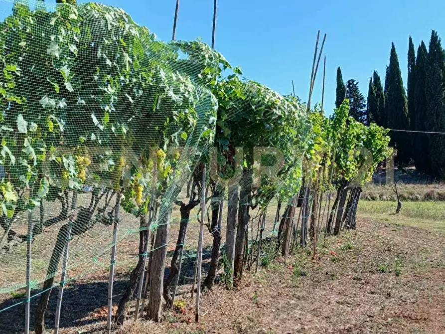 Immagine 21 di Azienda agricola in vendita  in località poggio al capraio snc a Roccastrada