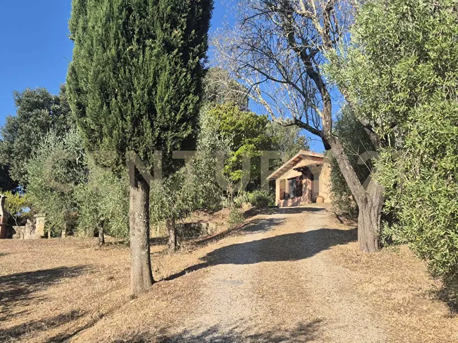 Immagine 26 di Azienda agricola in vendita  in località poggio al capraio snc a Roccastrada