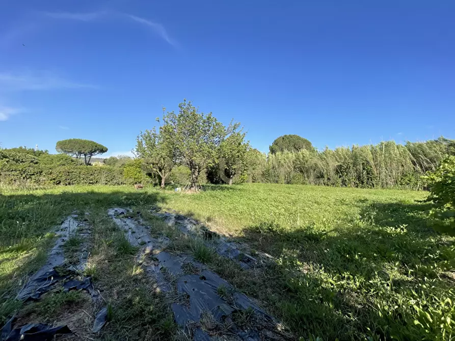 Immagine 2 di Terreno agricolo in vendita  in Via di Cameretta a Orbetello