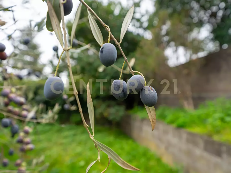 Immagine 61 di Villa in vendita  in via de pretis 4 a Mascalucia