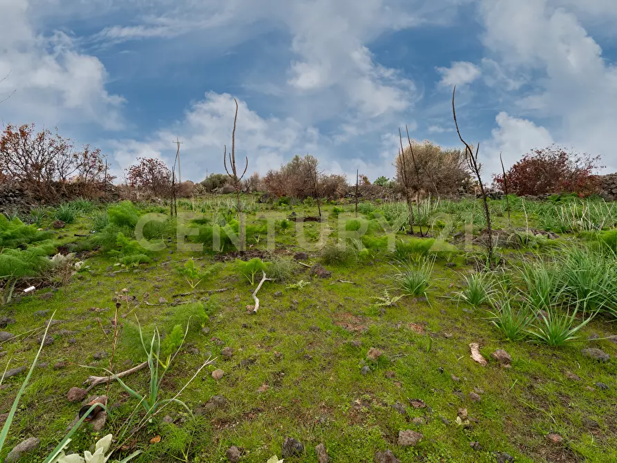 Immagine 11 di Terreno agricolo in vendita  in Via Santa Maria di Licodia a Belpasso