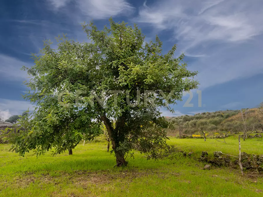 Immagine 42 di Casa indipendente in vendita  in Via Armando Diaz 83 a Zafferana Etnea