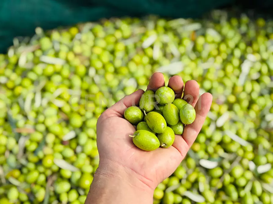 Immagine 37 di Rustico / casale in vendita  in strada provinciale 104 a Modica