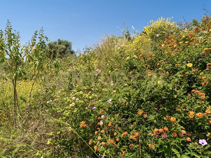 Immagine 3 di Terreno agricolo in vendita  in Via Giuseppe De Felice a Catania