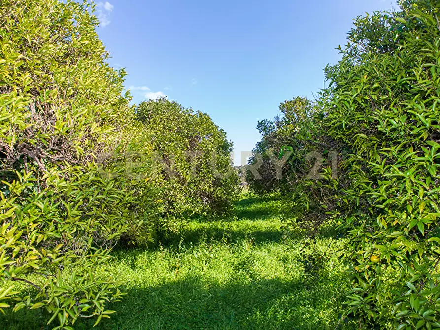 Immagine 4 di Terreno agricolo in vendita  in Via San Piero Patti 108 a Acireale