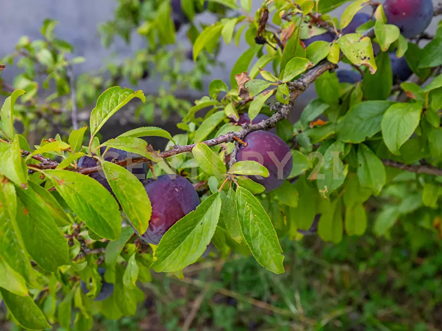 Immagine 53 di Villa in vendita  in Contrada Scolaro Cisterna a Adrano