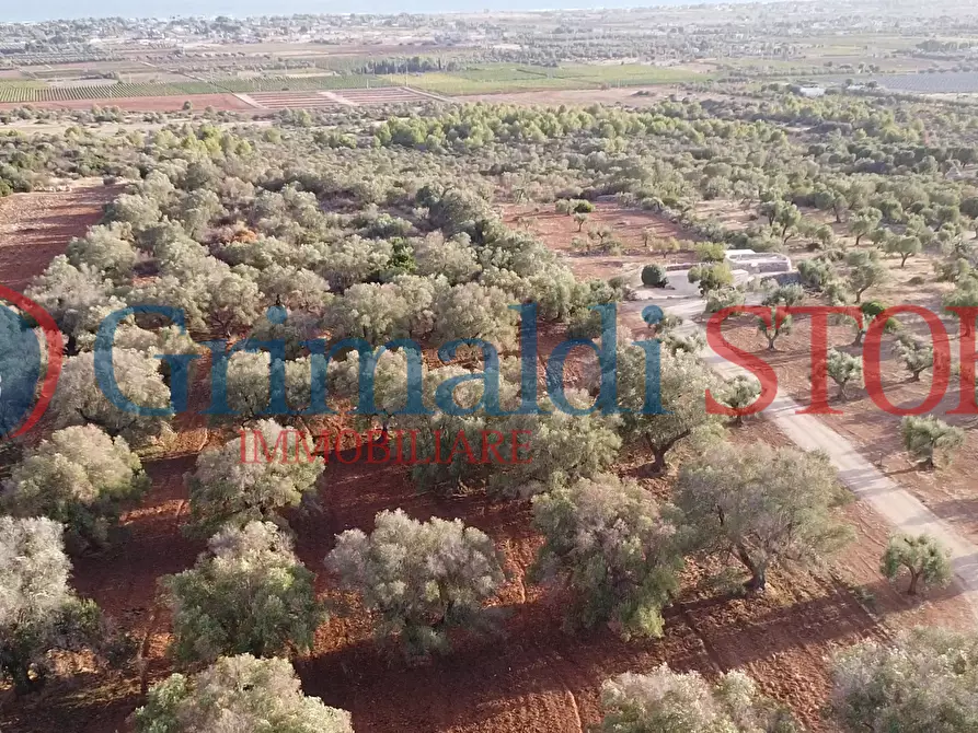 Immagine 15 di Terreno agricolo in vendita  a Manduria