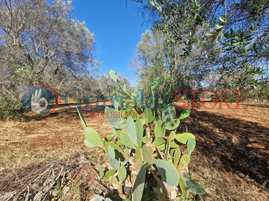 Immagine 4 di Terreno agricolo in vendita  a Latiano