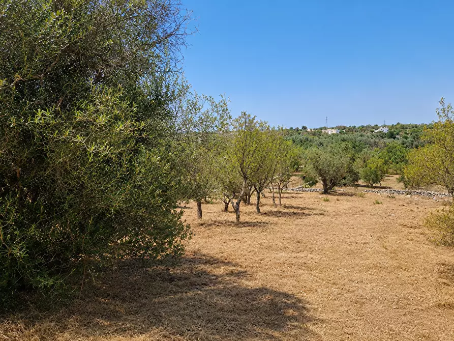 Immagine 10 di Terreno agricolo in vendita  in Contrada San Benedetto a Ostuni