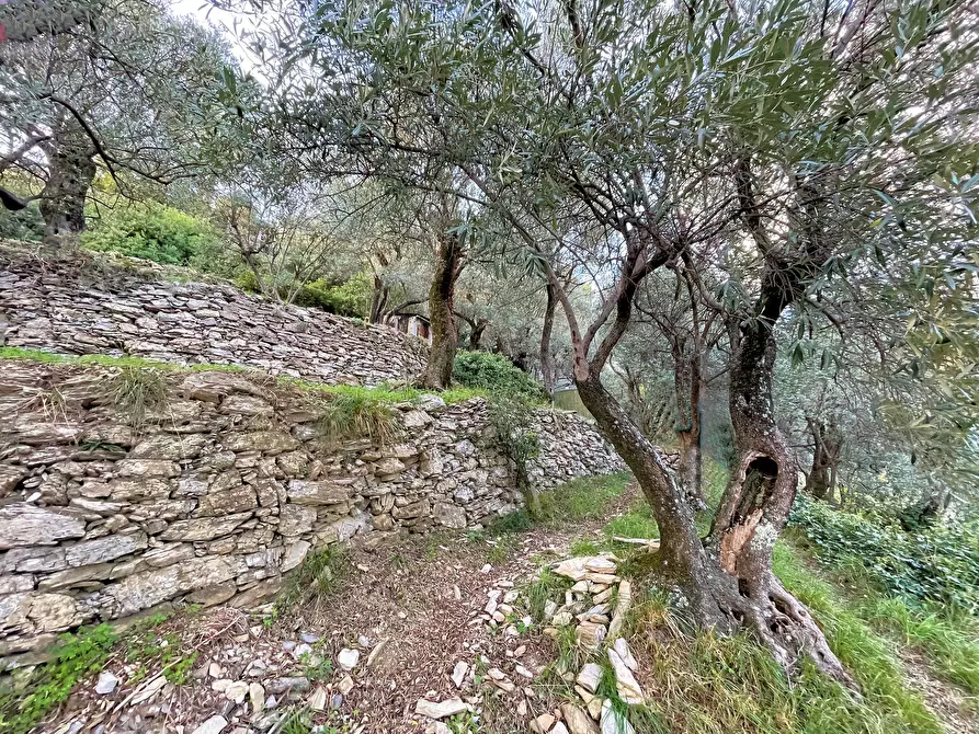 Immagine 11 di Terreno edificabile in vendita  in Via alla Pineta 2 a Recco