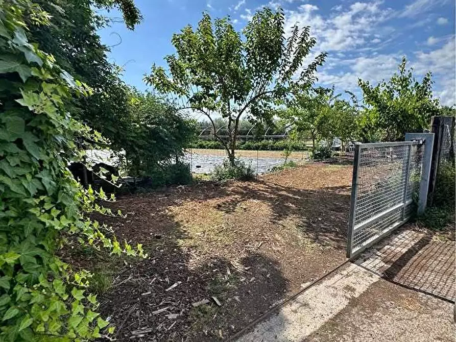 Immagine 3 di Terreno agricolo in vendita  a Pietrasanta