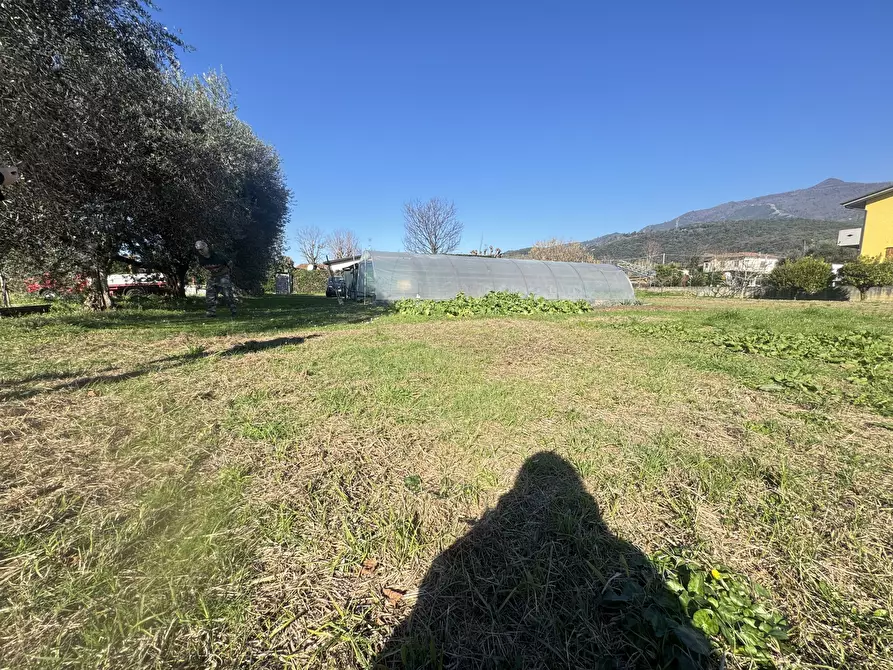 Immagine 6 di Terreno agricolo in vendita  a Pietrasanta
