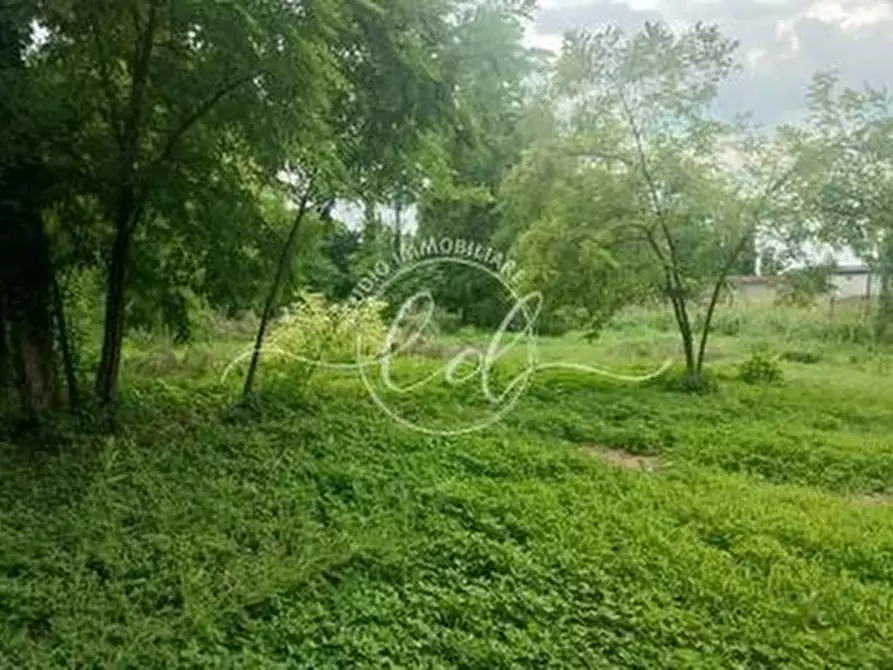 Immagine 3 di Terreno agricolo in vendita  a Seravezza