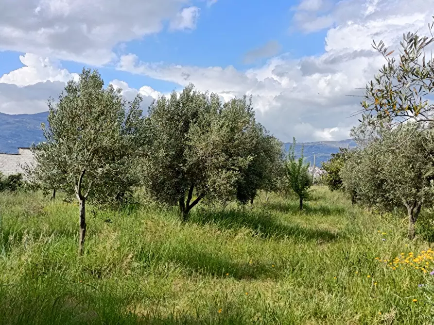 Immagine 3 di Terreno agricolo in vendita  in Strada Provinciale 106 a Lamezia Terme
