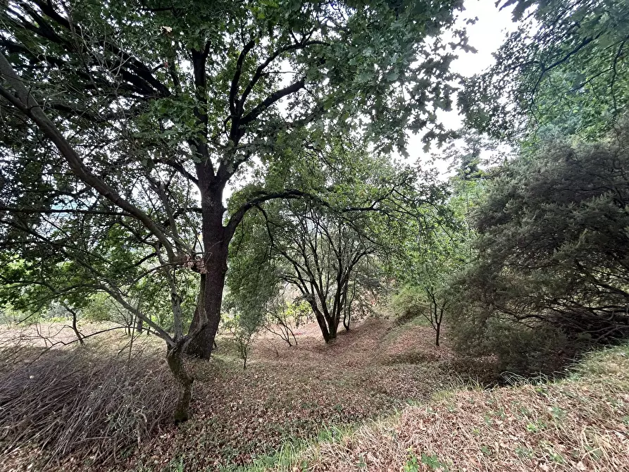Immagine 14 di Terreno edificabile in vendita  a Arcola