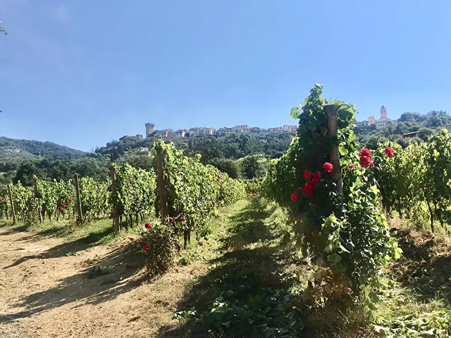 Immagine 7 di Agriturismo in vendita  a Castelnuovo Magra