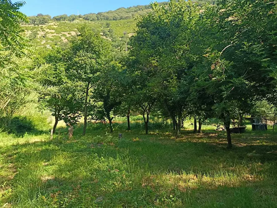 Immagine 1 di Terreno agricolo in vendita  in via torquato tasso a Castel San Giorgio