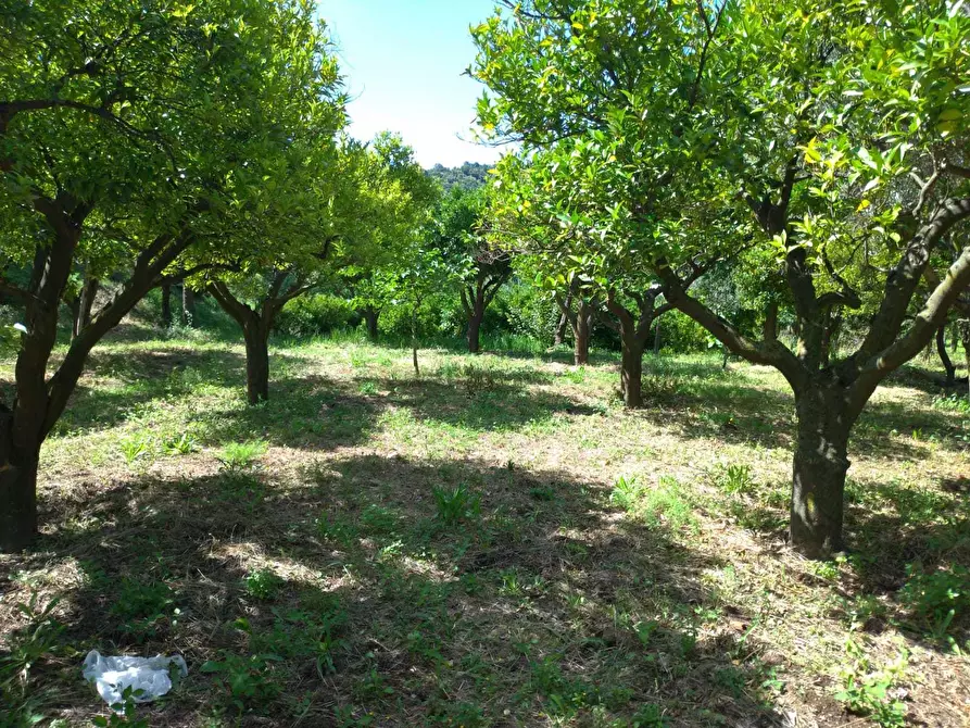 Immagine 4 di Terreno agricolo in vendita  in Via Fiano a Nocera Inferiore
