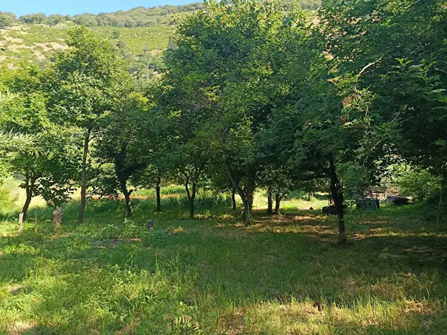 Immagine 2 di Terreno agricolo in vendita  in via torquato tasso a Castel San Giorgio