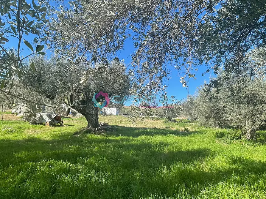 Immagine 32 di Terreno agricolo in vendita  a Silvi