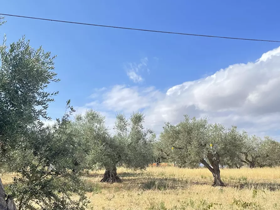 Immagine 18 di Terreno agricolo in vendita  a Silvi