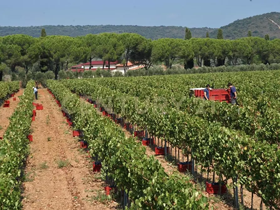 Immagine 1 di Rustico / casale in vendita  a Grosseto
