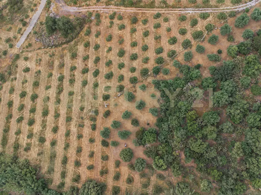 Immagine 33 di Terreno agricolo in vendita  in Via San Leo a Adrano
