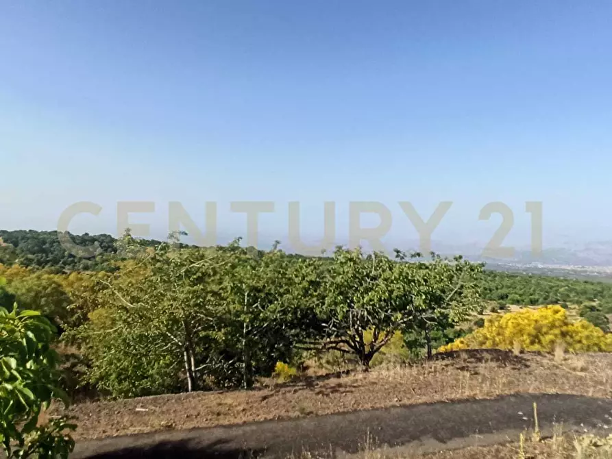 Immagine 33 di Terreno agricolo in vendita  in C.da Filiciusa a Biancavilla