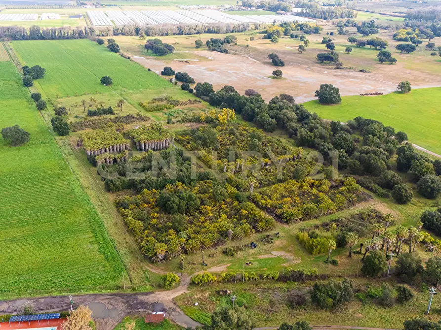 Immagine 5 di Terreno agricolo in vendita  in Via Lerici a Nettuno