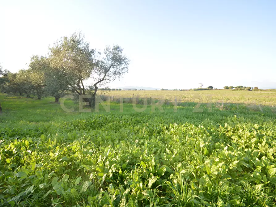 Immagine 8 di Terreno agricolo in vendita  in Strada del Querciolo 125 a Grosseto