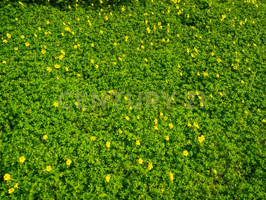 Immagine 31 di Terreno agricolo in vendita  in Contrada Vaccarizzo a Catania