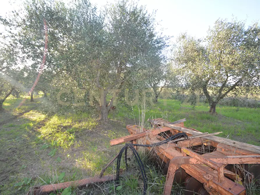 Immagine 22 di Terreno agricolo in vendita  in Strada del Querciolo 125 a Grosseto