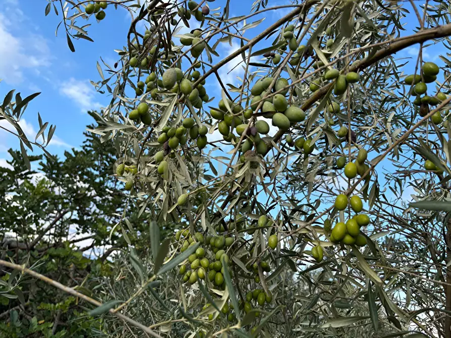 Immagine 37 di Rustico / casale in vendita  in strada provinciale 104 a Modica