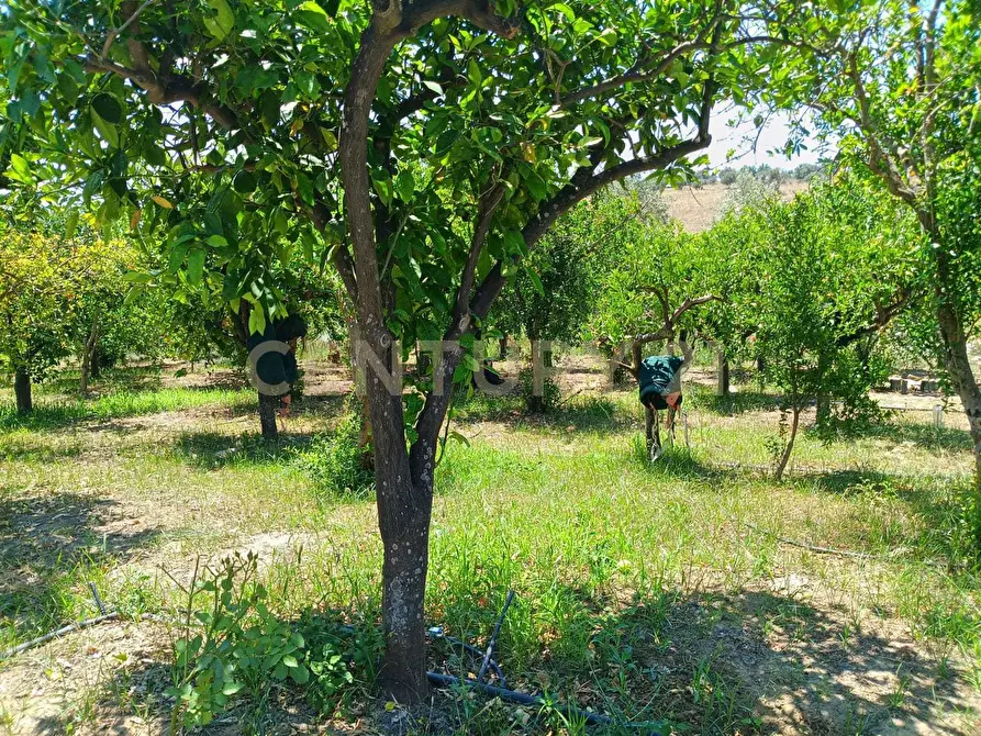 Immagine 22 di Terreno agricolo in vendita  in Contrada Agnelleria a Belpasso
