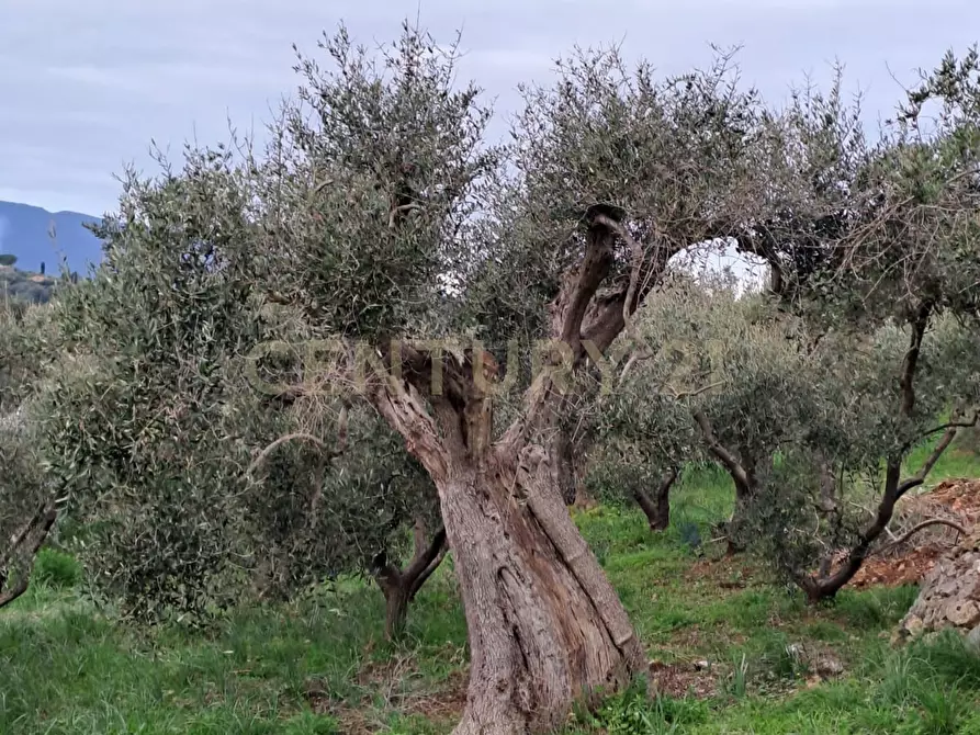 Immagine 2 di Terreno agricolo in vendita  in via provinca a Orbetello