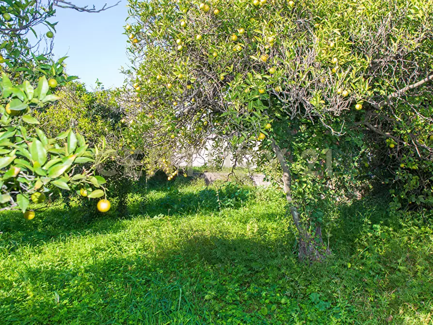 Immagine 14 di Terreno agricolo in vendita  in Via San Piero Patti 108 a Acireale