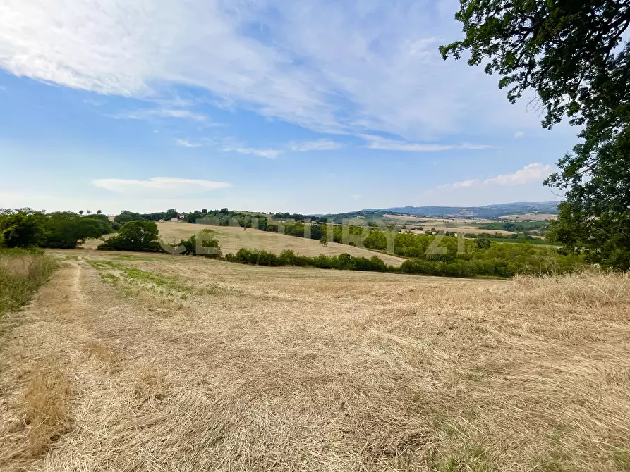 Immagine 9 di Azienda agricola in vendita  in località colle di lupo a Magliano In Toscana