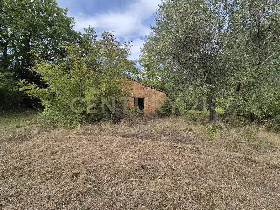 Immagine 7 di Terreno agricolo in vendita  in località la vena snc a Civitella Paganico