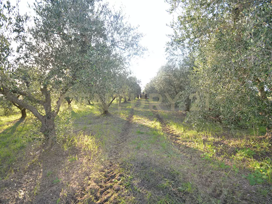 Immagine 12 di Terreno agricolo in vendita  in Strada del Querciolo 125 a Grosseto