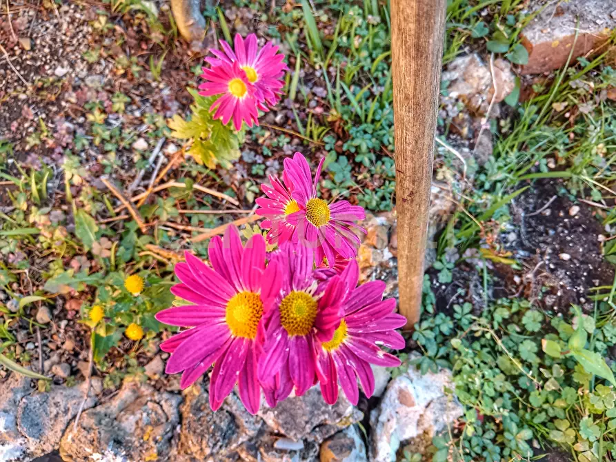 Immagine 17 di Pentalocale in vendita  in Via del Poggiolo 6 a Montalcino