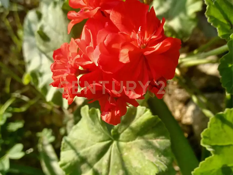 Immagine 11 di Terreno agricolo in vendita  in Contrada Agnelleria a Belpasso