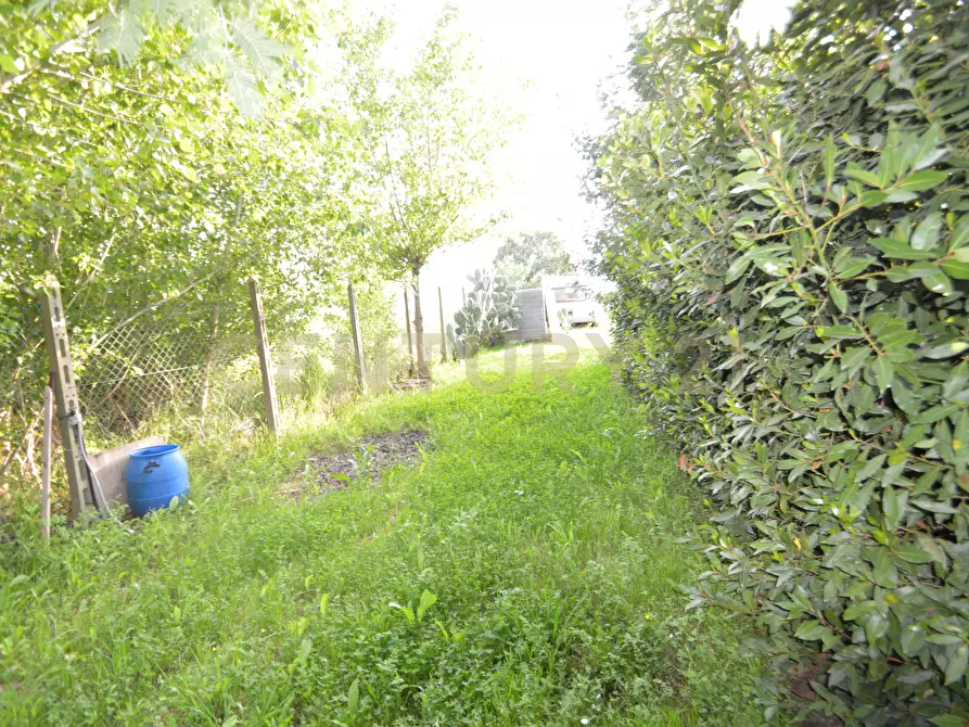 Immagine 23 di Terreno agricolo in vendita  in Loc. quattrostrade a Orbetello
