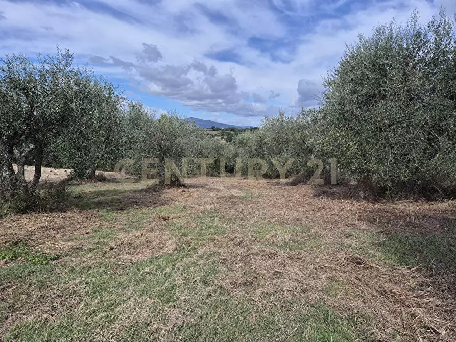 Immagine 5 di Terreno agricolo in vendita  in località la vena snc a Civitella Paganico