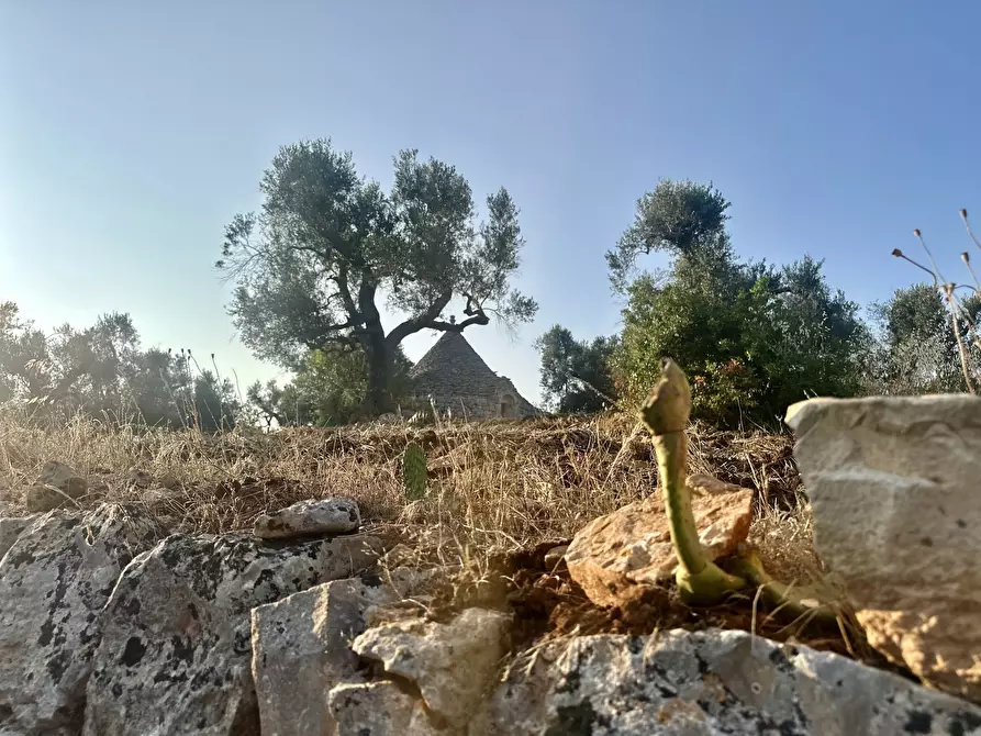 Immagine 27 di Terreno edificabile in vendita  a Ceglie Messapico