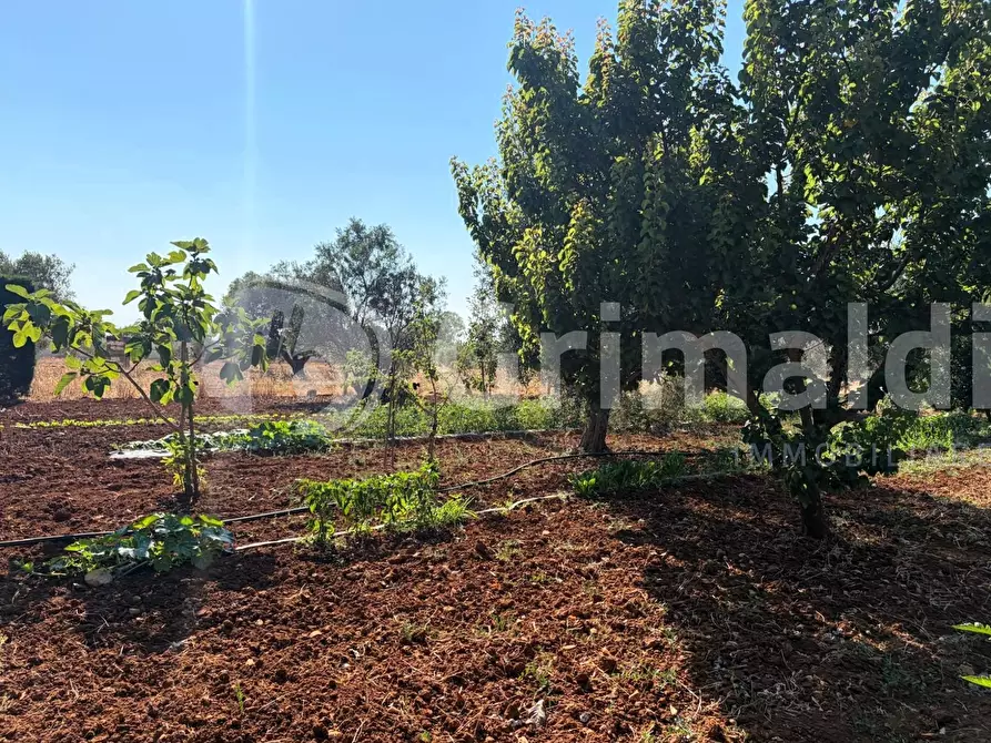 Immagine 15 di Casa indipendente in vendita  in Contrada Curlo a Sannicola