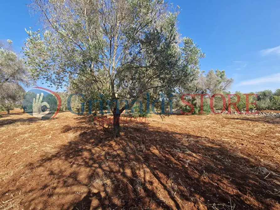 Immagine 11 di Terreno agricolo in vendita  a Latiano