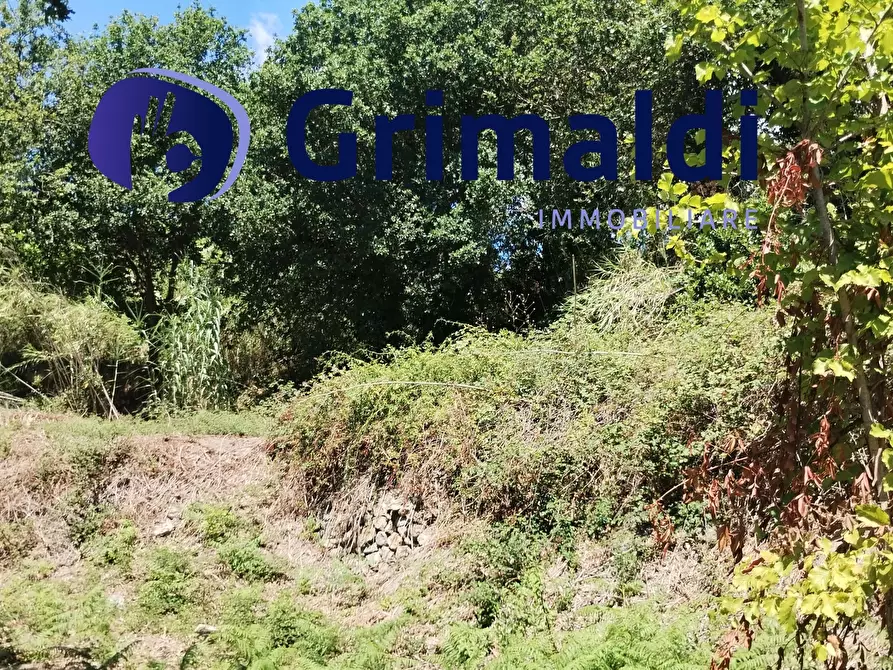 Immagine 3 di Terreno agricolo in vendita  in Corsa Regina Elena SNC a Barano D'ischia