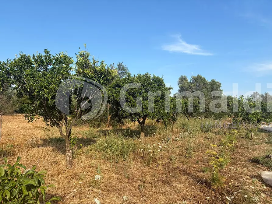 Immagine 32 di Terreno agricolo in vendita  in Contrada Coline a Alezio