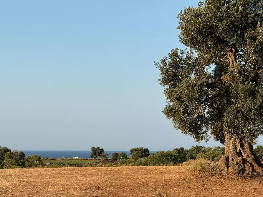 Immagine 12 di Terreno agricolo in vendita  in Contrada Cerasina a Fasano