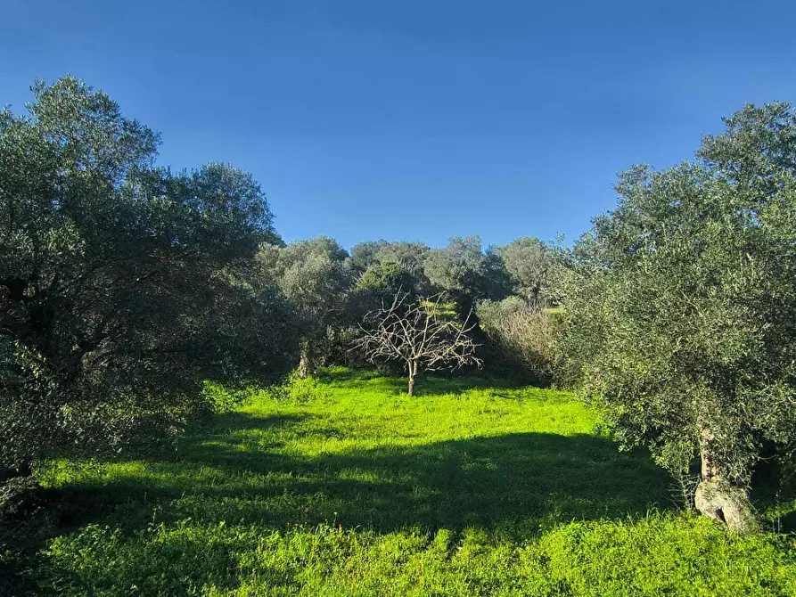 Immagine 2 di Casa indipendente in vendita  in Contrada Petrarolo a Monopoli
